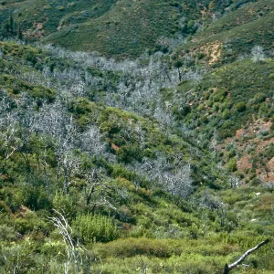 burned Cupressus sargentii, N-facing slopes, above Villa Creek, Lions Den, Big Sur