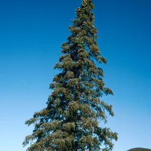 Abies bracteata, Villa Creek, Lions Den, Big Sur