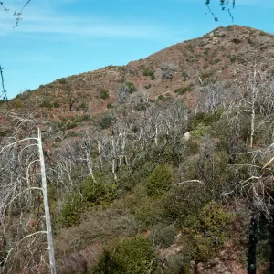burned Cupressus sargentii, North of Peak 3205, Lions Den, Big Sur