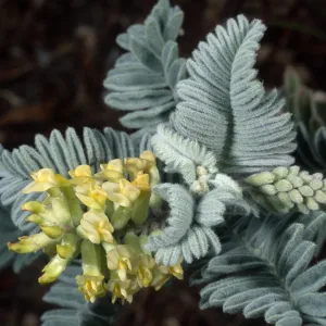 Astragalus pycnostachyus lanosissimus, Ventura