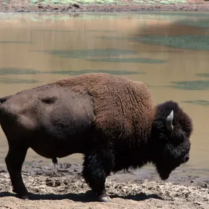 bison, Echo Lake, Catalina Island