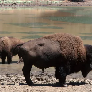 bison, Echo Lake, Catalina Island