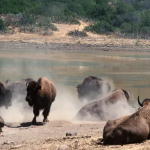 bison, Echo Lake, Catalina Island