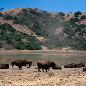 bison, Echo Lake, Catalina Island