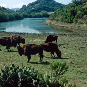 bison, Haypress Reservoir, Catalina Island