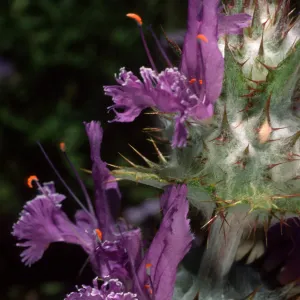Salvia carduacea (Thistle Sage), Desert Section, Santa Barbara Botanic Garden