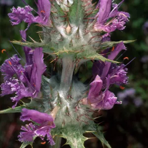 Salvia carduacea (Thistle Sage), Desert Section, Santa Barbara Botanic Garden