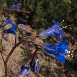 Phacelia campanularia, Cottonwood, Joshua Tree