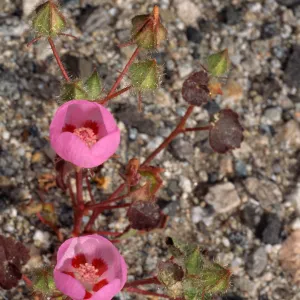 Eremalche rotundifolia, Pinto Basin, Joshua Tree