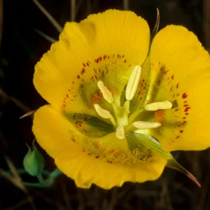 Calochortus luteus, Alameda de Los Coches Prietos, Santa Cruz Island