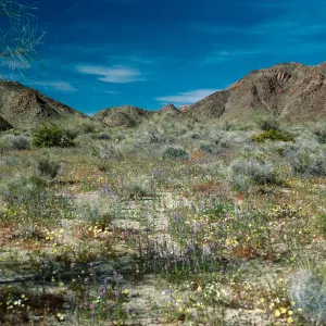 Cottonwood Springs Road, Joshua Tree