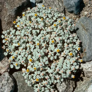 Psathyrotes ramosissima, Hunter Canyon, Saline Valley, Inyo Mountains