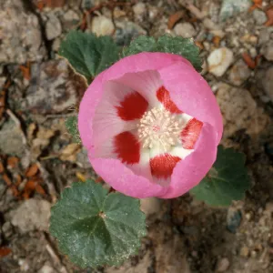 Eremalche rotundifolia, Hunter Canyon, Saline Valley, Inyo Mountains