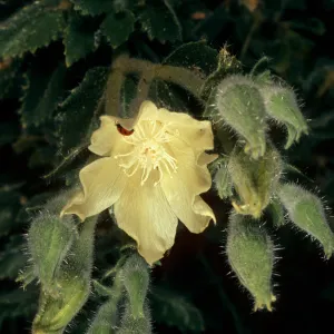 Eucnide urens, Cottonwood Canyon, Death Valley