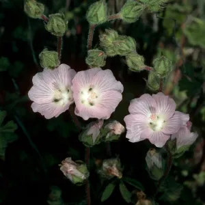 Sidalcea hickmanii anomala, Cuesta, San Luis Obispo County