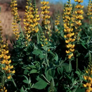 Thermopsis macrophylla agnina, Camino Cielo
