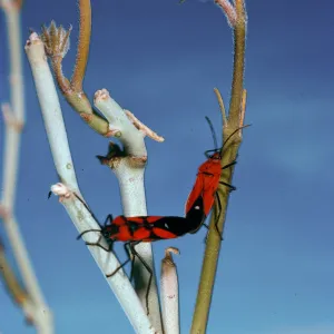 Asclepias albicans, Milkweed bugs, Torote Bowl Trail, Anza-Borrego
