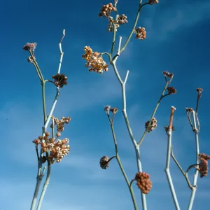 Asclepias albicans, Torote Bowl Trail, Mountain Palm Springs, Anza-Borrego