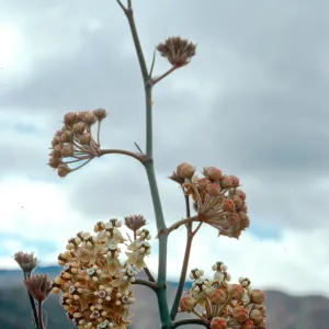 Asclepias albicans, Bow Willow, Anza- Borrego