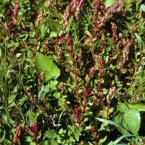 Aphanisma blitoides, Cat Canyon, Santa Barbara Island