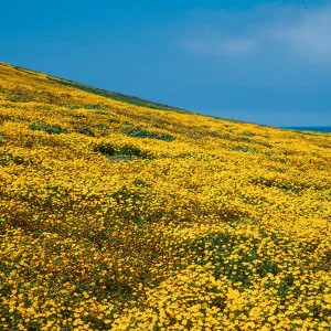 Lasthenia californica, North- East terrace, Santa Barbara Island