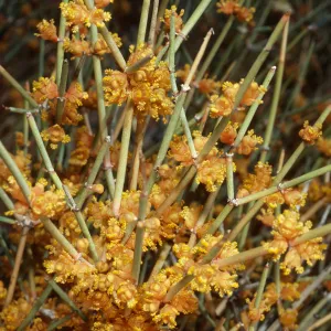 Ephedra ♂, Backus Road on way to Mojave