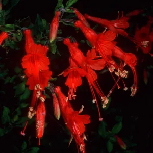 Epilobium canum (=Zaushcneria californica), near Live Oak tank, Joshua Tree