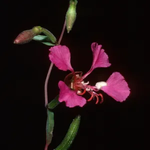Clarkia unguiculata, Refugio Canyon, Santa Barbara County