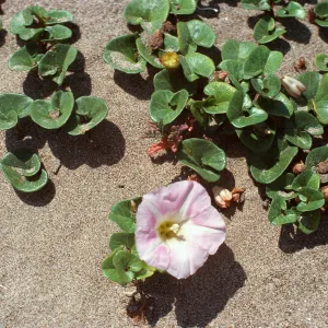 Calystegia soldanella, Montaña de Oro State Park, Los Osos