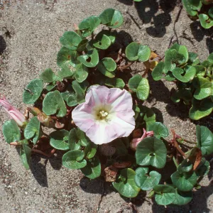 Calystegia soldonella, Montaña de Oro State Park, Los Osos