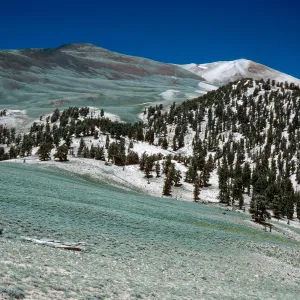 Sagebrush/Bristlecone contact, head of Wyman Canyon, White Mountains