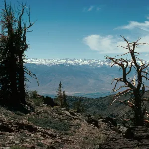 view of Sierra Nevada, White Mountains