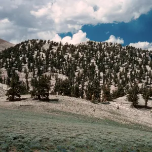 Patriarch Grove- road to White Mountains, Inyo National Forest