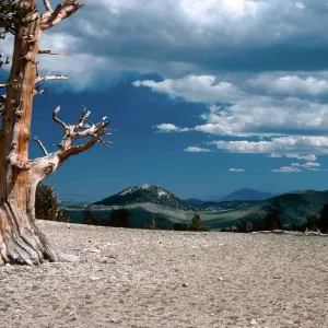 Patriarch Grove, White Mountains, Inyo National Forest
