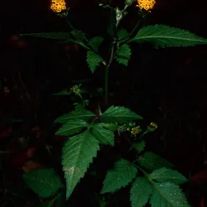 Bidens pilosa, Tunnel Road, Santa Barbara County