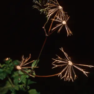 Bidens pilosa (achenes), Tunnel Road, Santa Barbara County