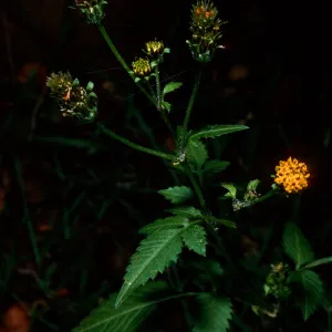Bidens pilosa, Tunnel Road, Santa Barbara County