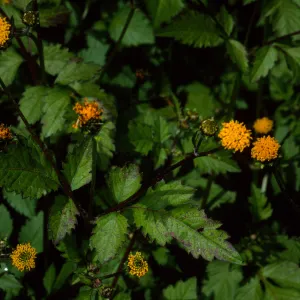 Bidens pilosa, Tunnel Road, Santa Barbara County