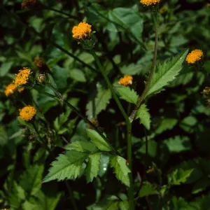 Bidens pilosa, Tunnel Road, Santa Barbara County