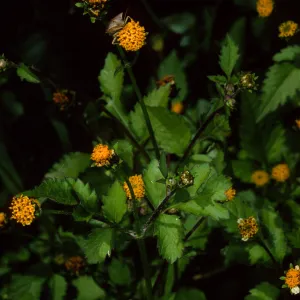 Bidens pilosa, Tunnel Road, Santa Barbara County