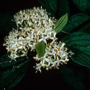 Cornus stolonifera, Rancho Santa Ana Botanic Garden