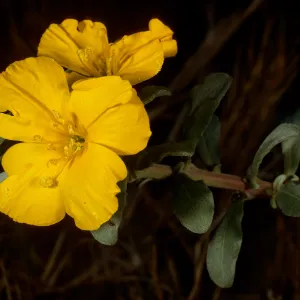 Camissonia cheiranthifolia suffruticosa, Goleta Beach- UCSB campus