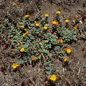 Camissonia cheiranthifolia, Christy Beach, Santa Cruz Island