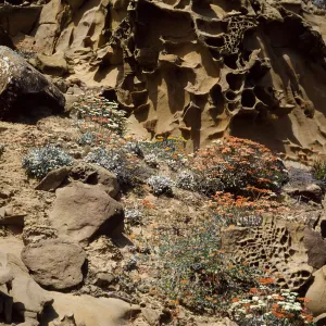 Eriogonum (wild buckwheat) , ridge east of South range marker poles, San Nicolas Island