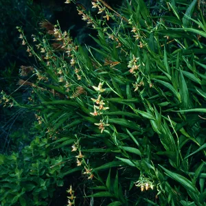 Epipactis gigantea, Cottonwood Canyon, Santa Cruz Island