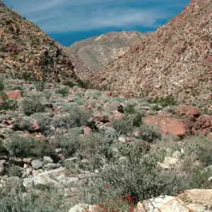 Borrego Palm Canyon, Anza-Borrego