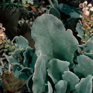Dithyrea maritima, East of Seal Beach, Southwest end, San Nicolas Island