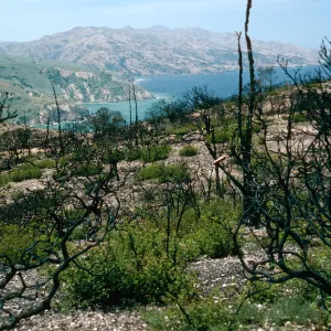 China Pines, after fire of December, 1994, Santa Cruz Island