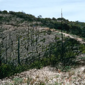 China Pines, after fire of December, 1994, Santa Cruz Island