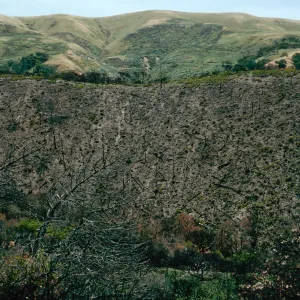 China Pines, after fire of December,1994, Santa Cruz Island